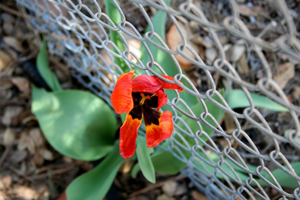 One the Wrong Side of the Fence