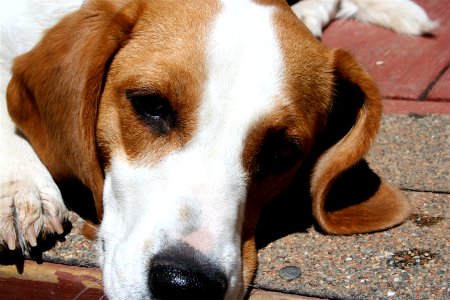 One Beagle Cute photo