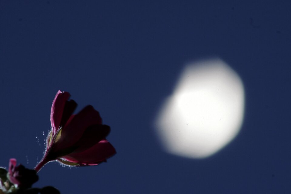 Flower red sky photo