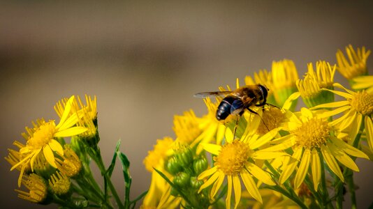 Nature yellow pollen