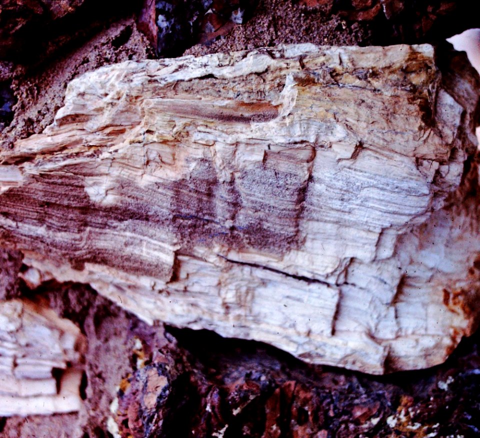 Petrified Wood at Yellowstone Ntl. Park