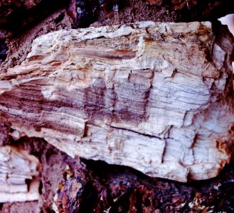 Petrified Wood at Yellowstone Ntl. Park