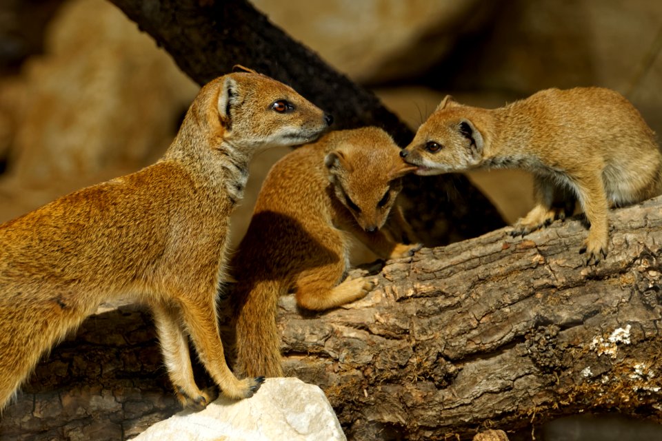 Yellow Mongoose, Marwell Zoo