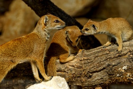 Yellow Mongoose, Marwell Zoo