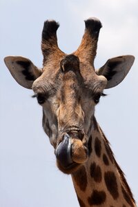 Africa safari giraffe