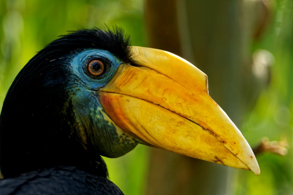 Wrinkled Hornbill, Marwell Zoo