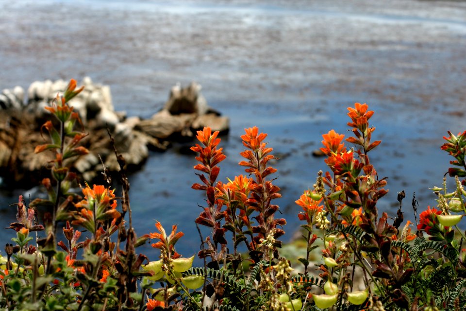 Point Lobos in Bloom