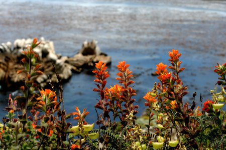 Point Lobos in Bloom