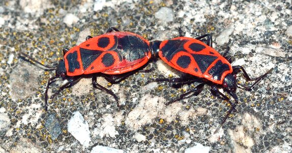 Hemiptera pyrrhocoris apterus
