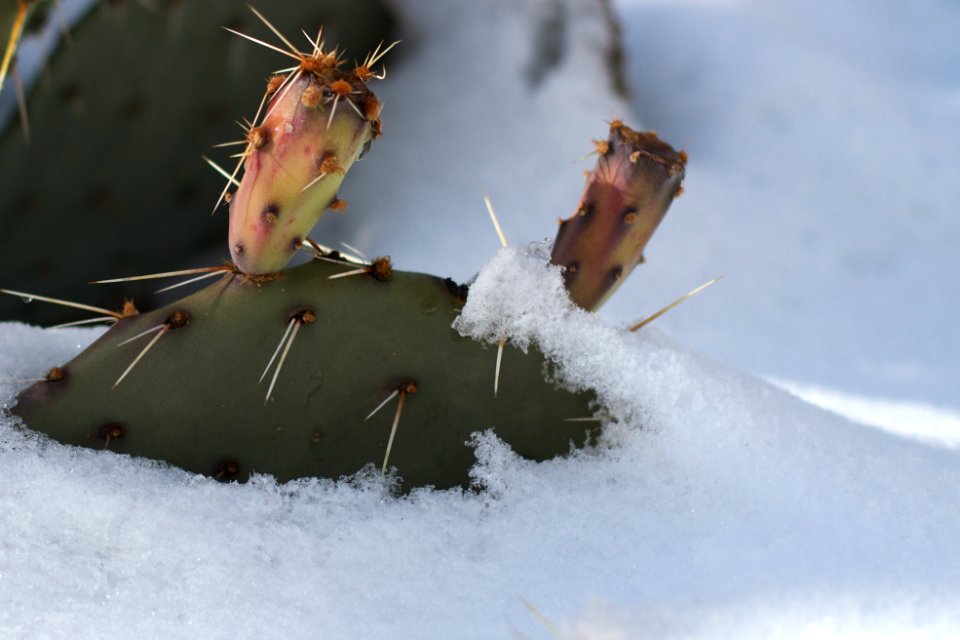 Buried at Snow