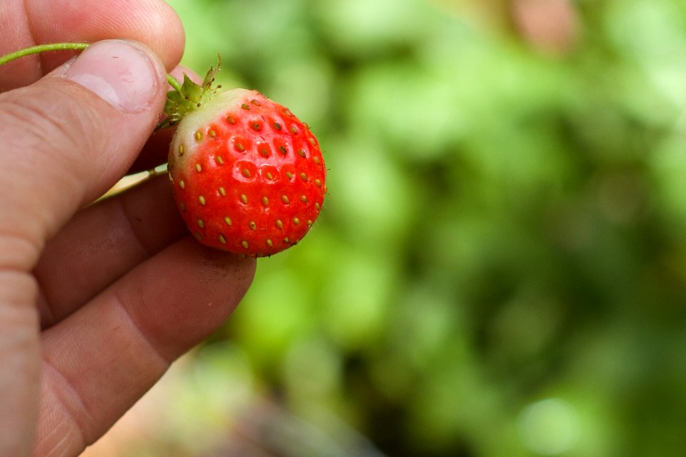 2016/366/288 The Berries Are Still Producing