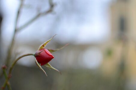 Bloom macro red