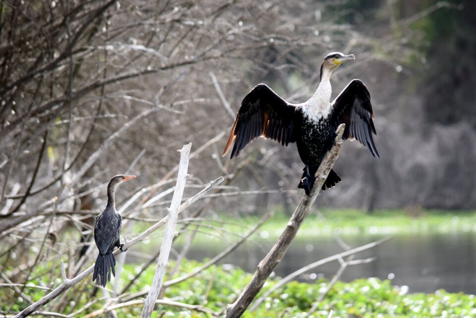 Wildlife nature kenya