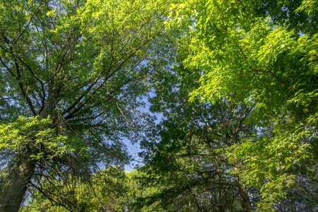 Nature environment summer