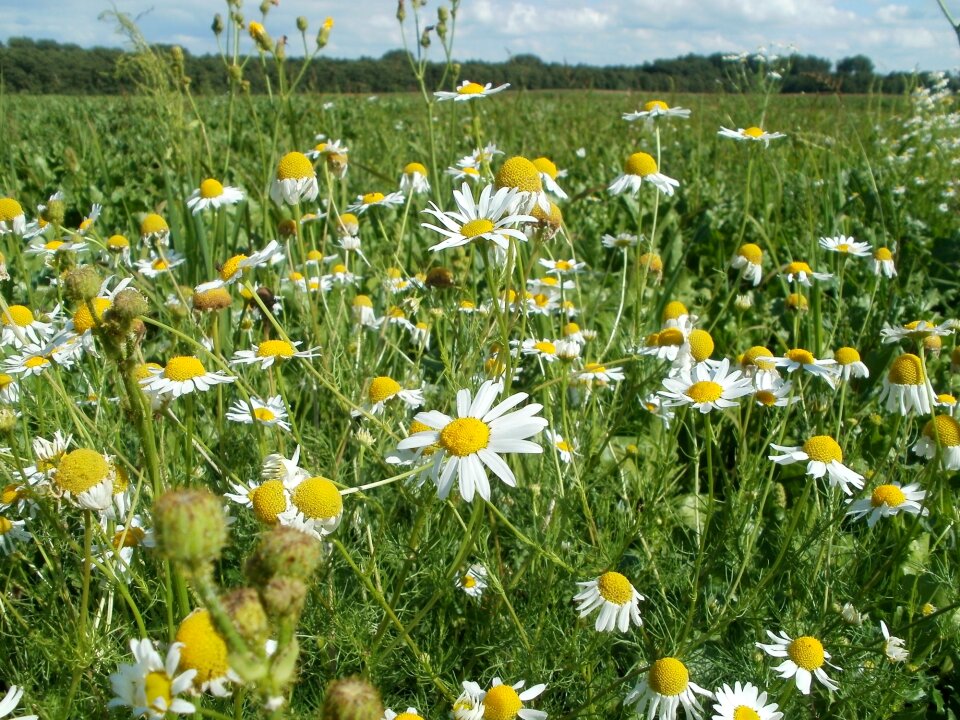Fields nature summer
