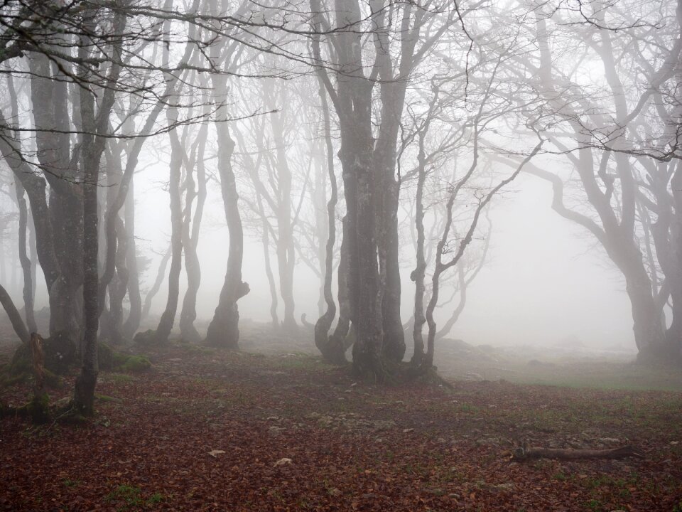Trees tree trunks book