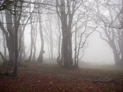Trees tree trunks book