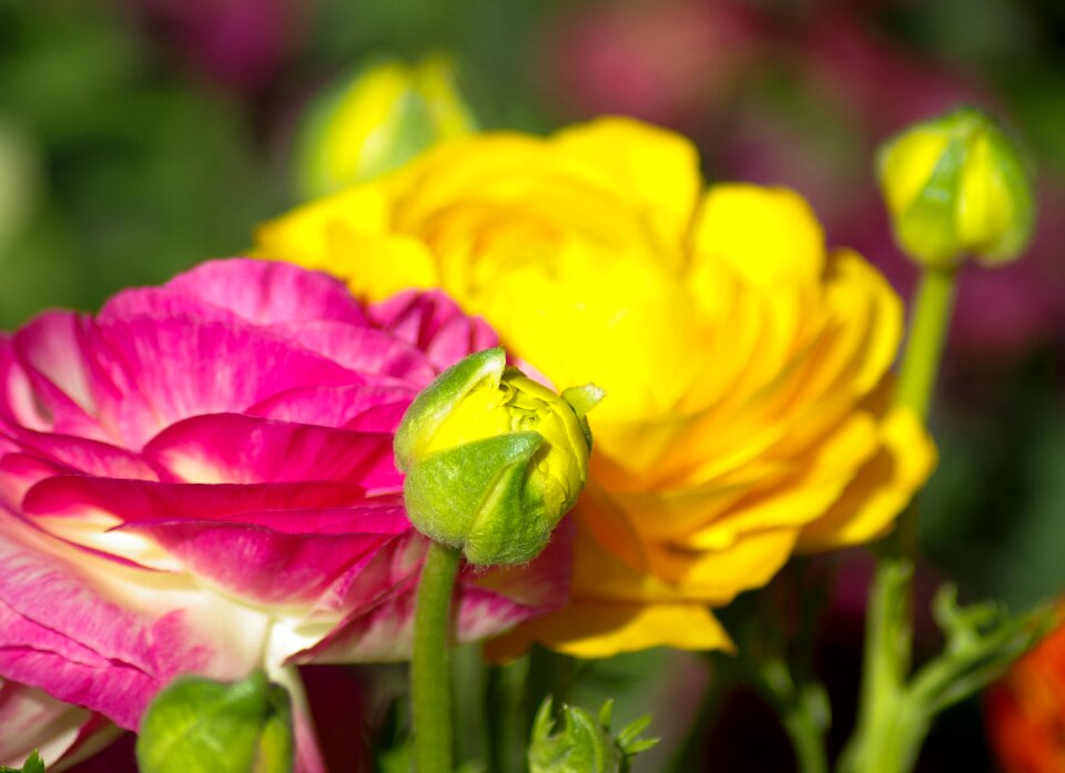 Flower bud garden spring