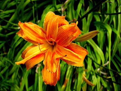 Summer orange hemerocallis photo