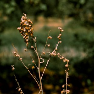 IMG 0694