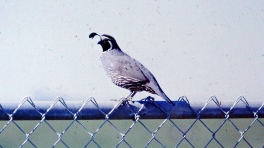 Quail on Chain Link Fence photo