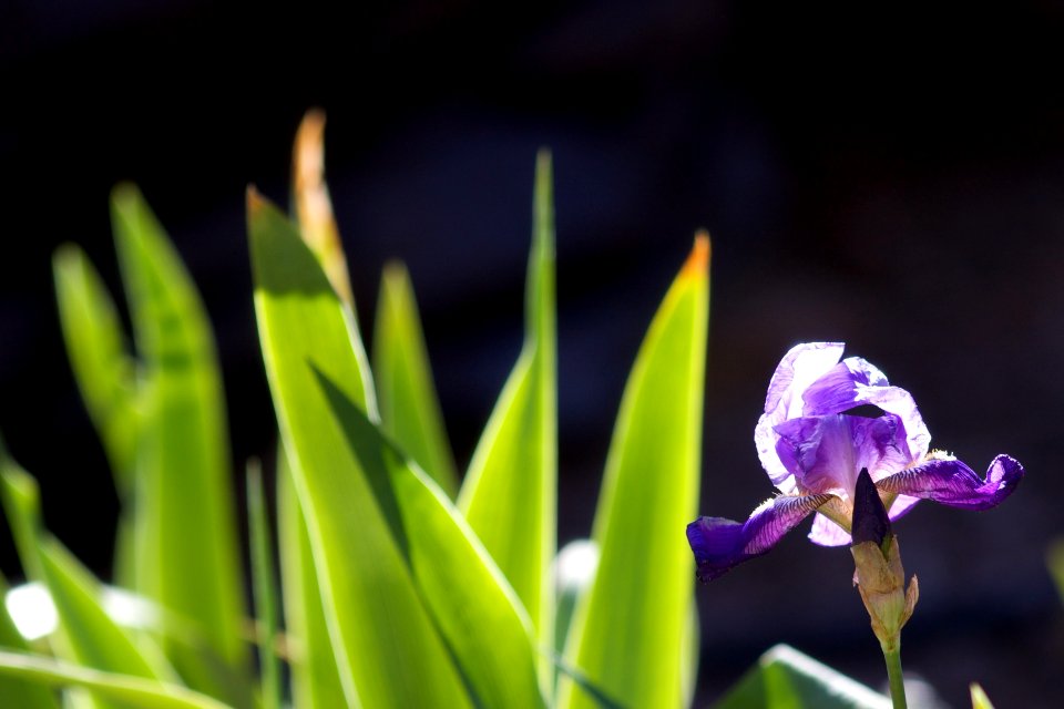 Backlit Iris