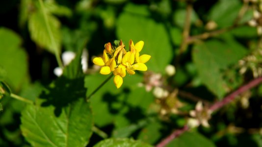 Meadow Vetchling
