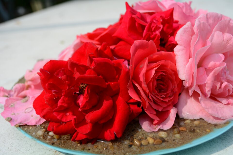 Rose flowers decorations background