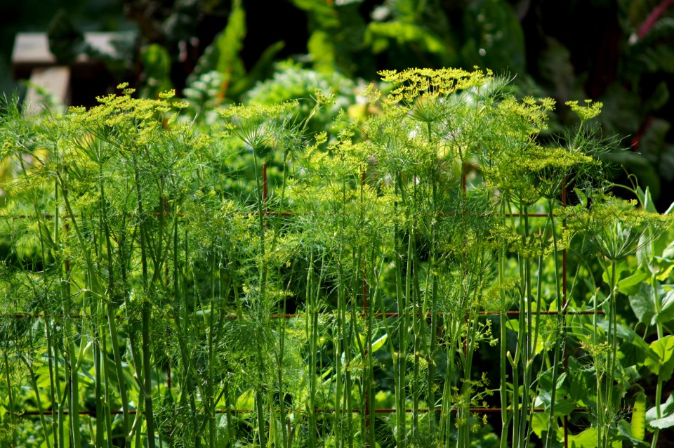 Dill