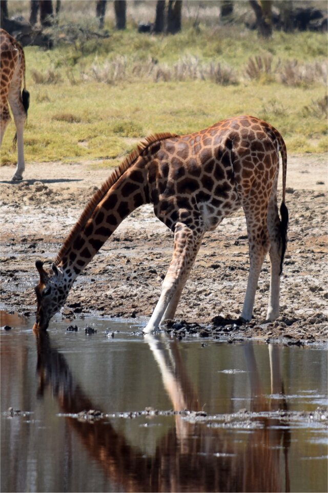 Safari wildlife animal