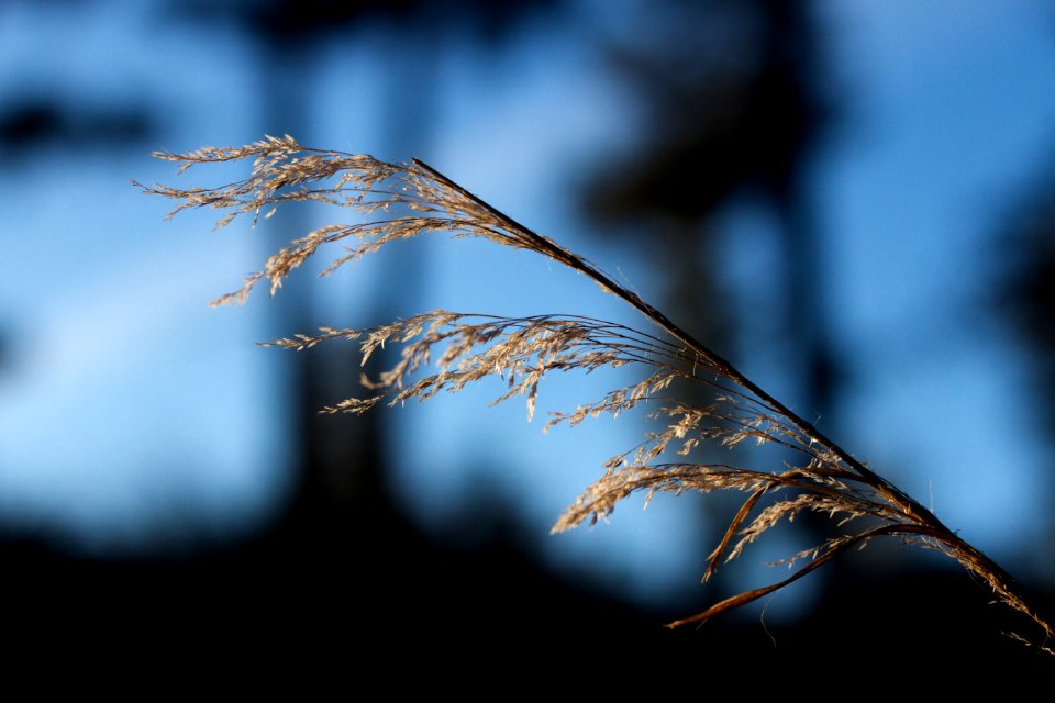 2020/366/48 Reach for the Sun