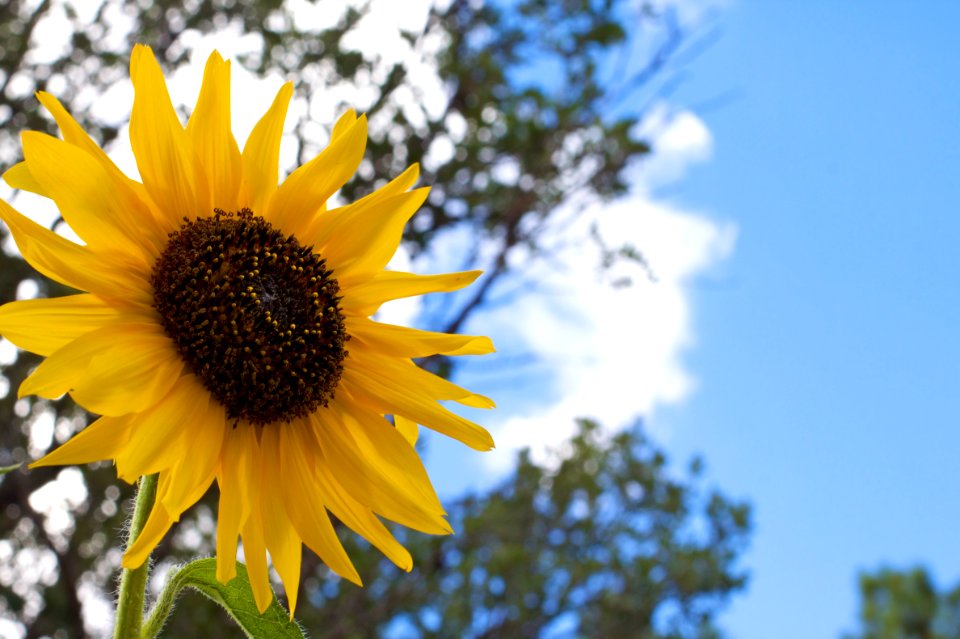 Sunflowerzilla