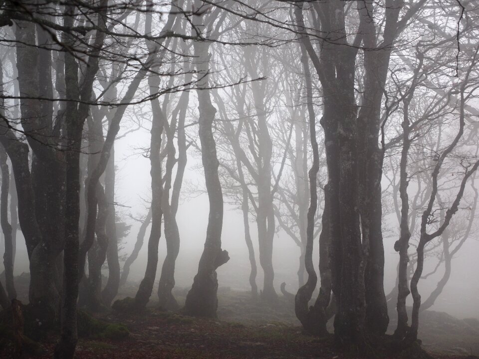 Trees tree trunks book
