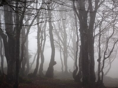 Trees tree trunks book