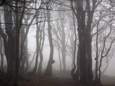 Trees tree trunks book photo