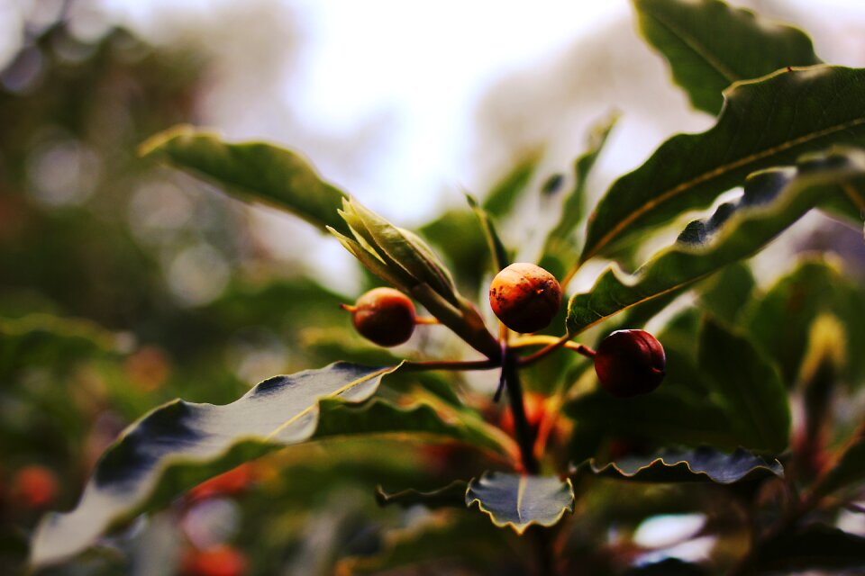 Natural plant leaf