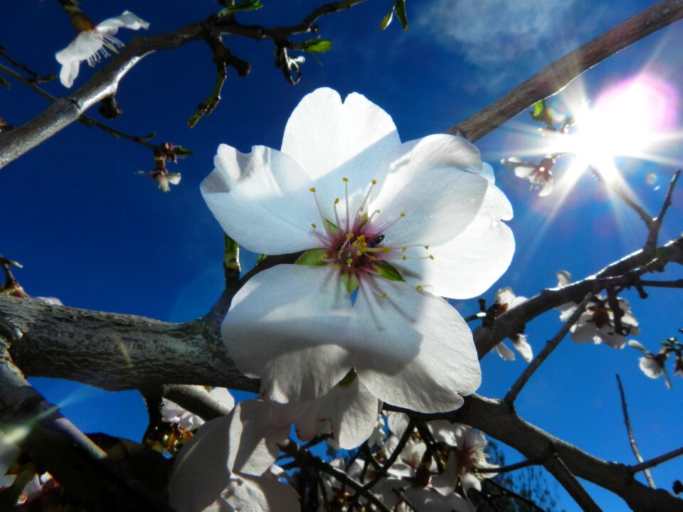 Flower white almond tree nature
