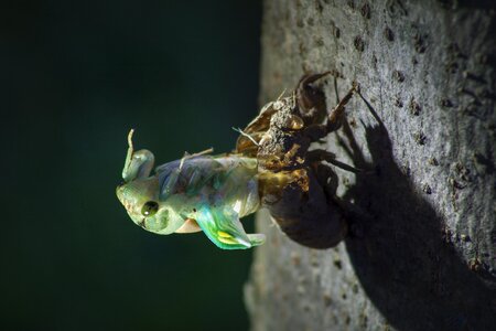 Fly animal white photo