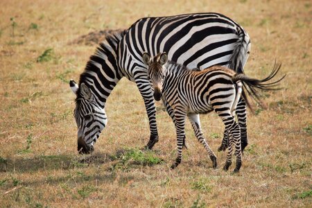 Wildlife safari animal