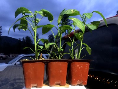 Birthday Peppers