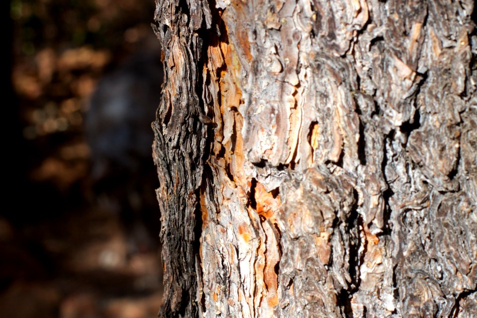 Find the Hidden Dog