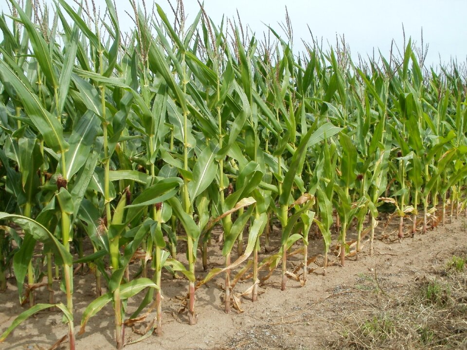 Agriculture nature crop