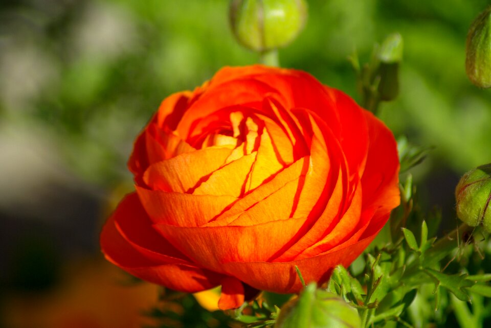 Flower orange petals
