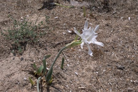 Панкраций (средиземноморская лилия) photo