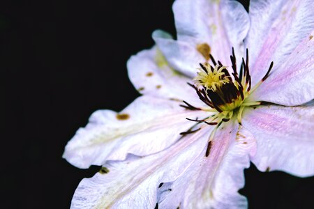 Pistil blossom bloom photo
