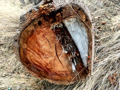 Beautiful Cut