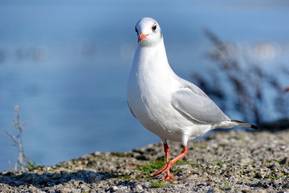 Close up water bird animal world