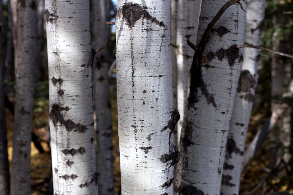 Never Tire of Aspen