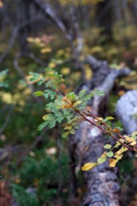 The Denseness of This Forest