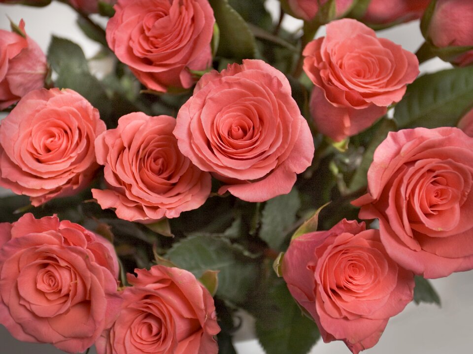 Pink rose pink flower beautiful flowers